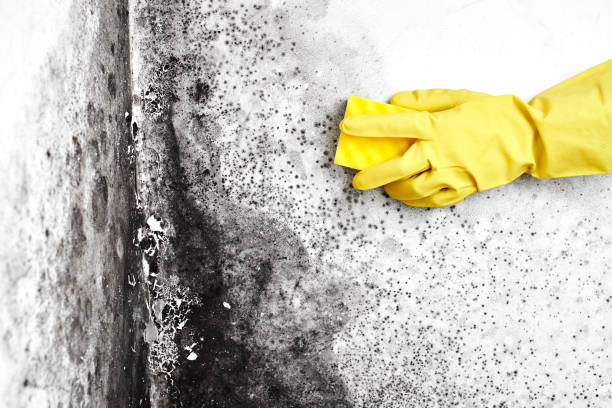 Mold Odor Removal Services in South Highpoint, FL